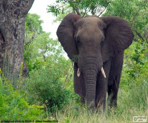 Puzzle Μεγάλος ελέφαντας στο δάσος